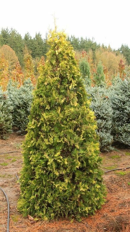 Bahçevilya Sunkist mazı fidanı 1 - 2 yaş arası tüplü - Bahçevilya