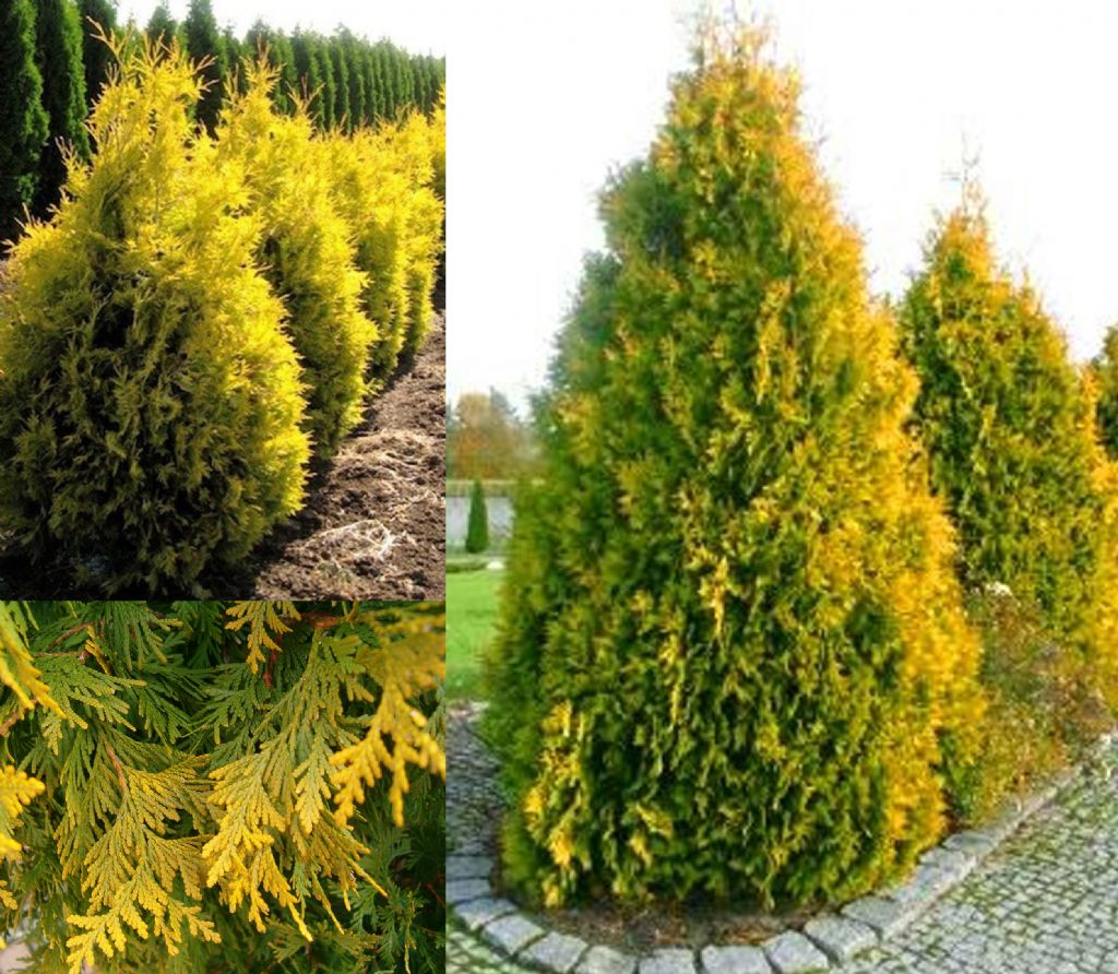 Bahçevilya Sunkist mazı fidanı 1 - 2 yaş arası tüplü - Bahçevilya