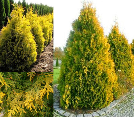 Bahçevilya Sunkist mazı fidanı 1 - 2 yaş arası tüplü - Bahçevilya