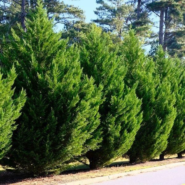 Bahçevilya Tüplü Yeşil Leylandi Fidanı 60-80 cm 2 yaşında tüplü saksılı - Bahçevilya