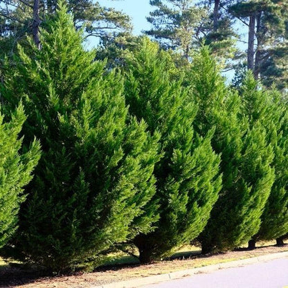 Bahçevilya Tüplü Yeşil Leylandi Fidanı 60-80 cm 2 yaşında tüplü saksılı - Bahçevilya
