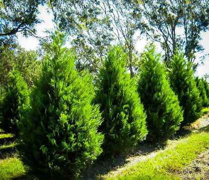 Bahçevilya Tüplü Yeşil Leylandi Fidanı 60-80 cm 2 yaşında tüplü saksılı - Bahçevilya