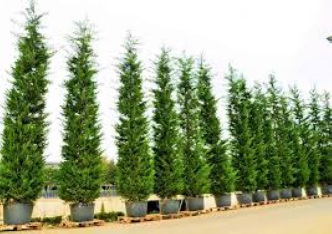 Bahçevilya Tüplü Yeşil Leylandi Fidanı 60 - 80 cm 2 yaşında tüplü saksılı - Bahçevilya