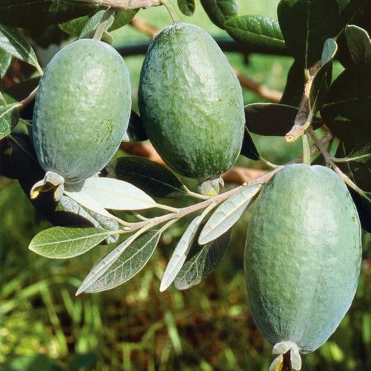 Bahçevilya Tüplü Kaymak Ağacı Fidanı (Acca sellowiana) Fidan 1 - 2 yaş arası - Bahçevilya