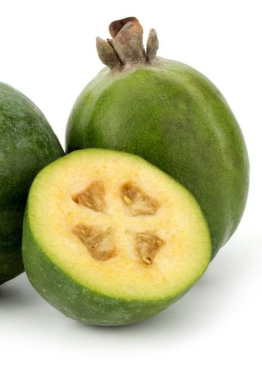 Bahçevilya Tüplü Kaymak Ağacı Fidanı (Acca sellowiana) Fidan 1 - 2 yaş arası - Bahçevilya