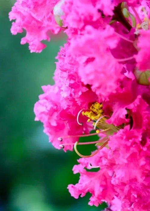 Bahçevilya Tüplü Pembe Oya Ağacı Fidanı 1 - 2 Yaş Arası Tüplü - Bahçevilya