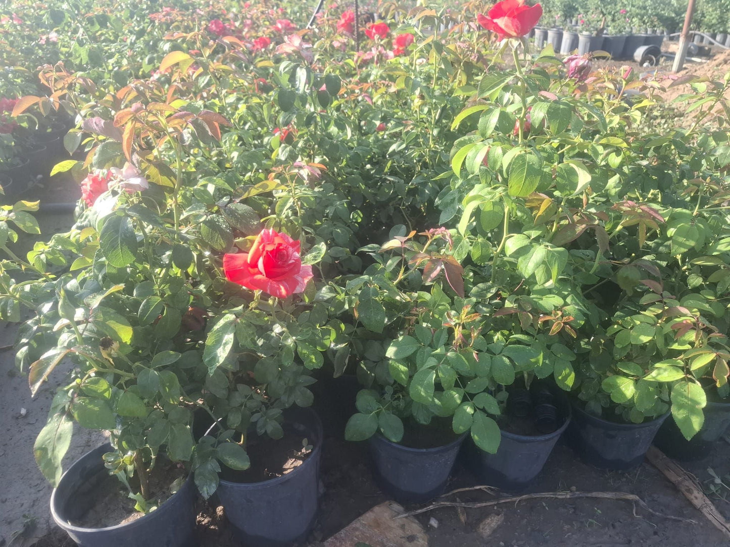 Bahçevilya Türkiyem gül fidanı 1 - 2 yaş - Bahçevilya