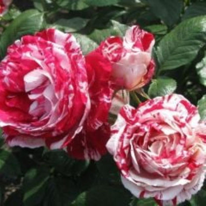 Bahçevilya Türkiyem gül fidanı 1 - 2 yaş - Bahçevilya