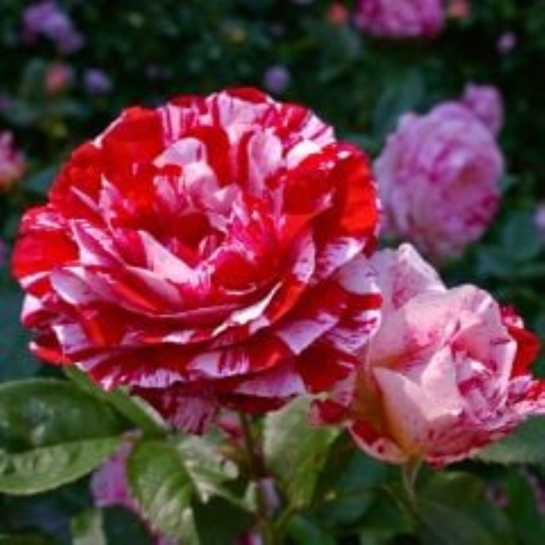 Bahçevilya Türkiyem gül fidanı 1 - 2 yaş - Bahçevilya