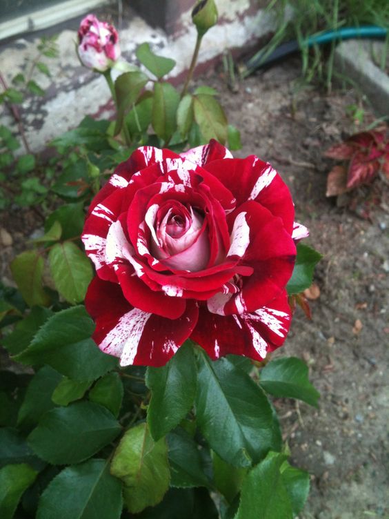 Bahçevilya Türkiyem gül fidanı 1 - 2 yaş - Bahçevilya