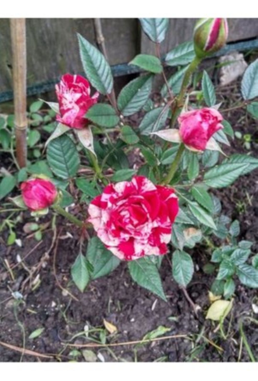 Bahçevilya Türkiyem gül fidanı 1 - 2 yaş - Bahçevilya