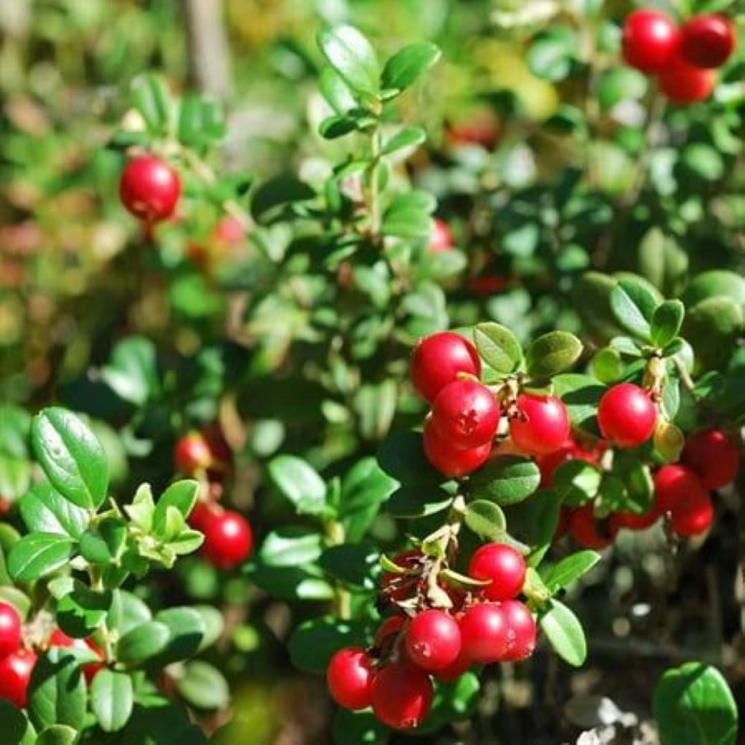 Bahçevilya Turna Yemişi (CRANBERRY) Fidanı - 1 - 2 Yaş arası Saksılı - Bahçevilya