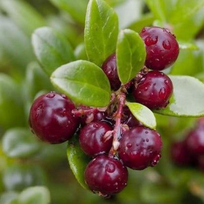 Bahçevilya Turna Yemişi (CRANBERRY) Fidanı - 1 - 2 Yaş arası Saksılı - Bahçevilya