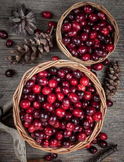 Bahçevilya Turna Yemişi (CRANBERRY) Fidanı - 1-2 Yaş arası Saksılı - Bahçevilya