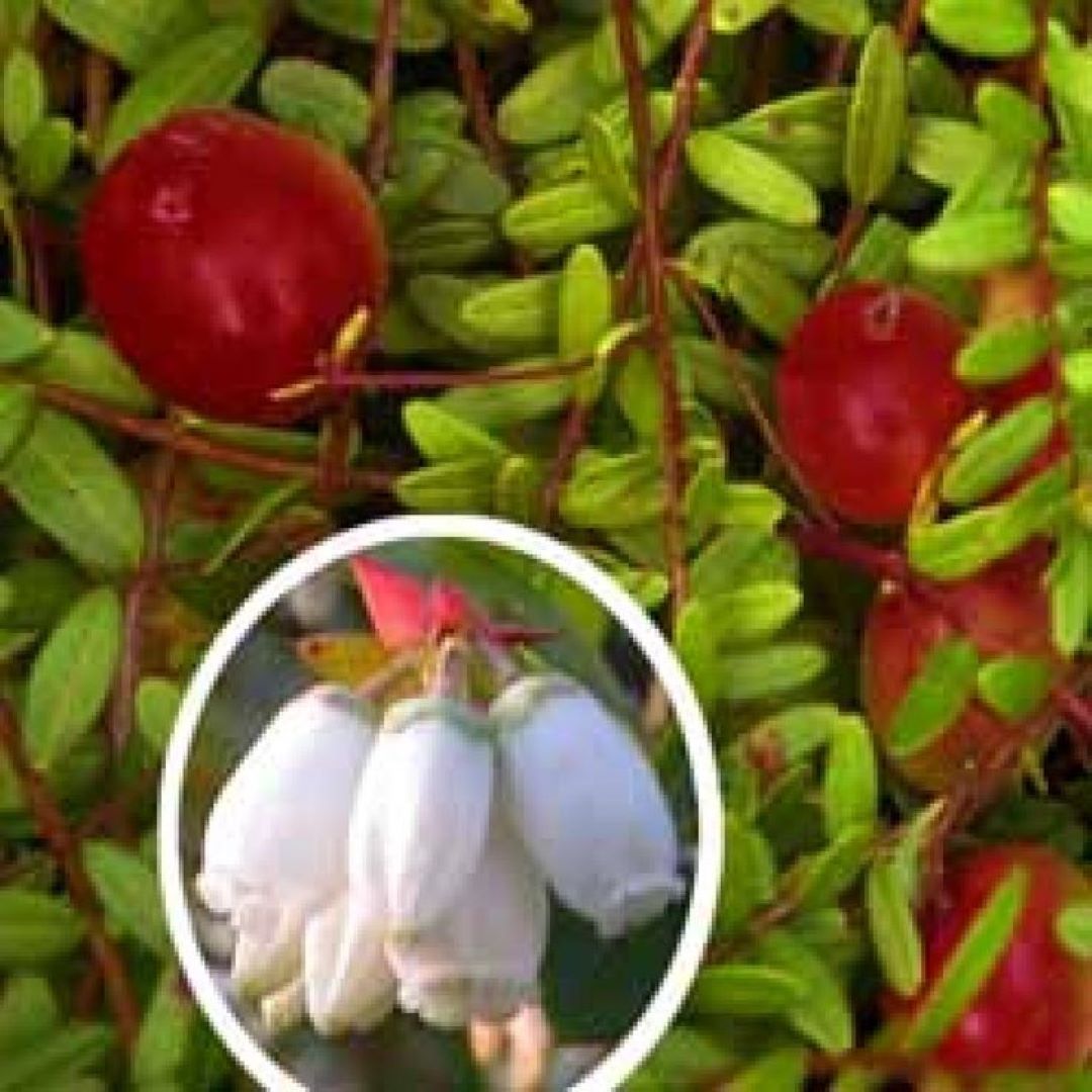Bahçevilya Turna Yemişi (CRANBERRY) Fidanı - 1 - 2 Yaş arası Saksılı - Bahçevilya