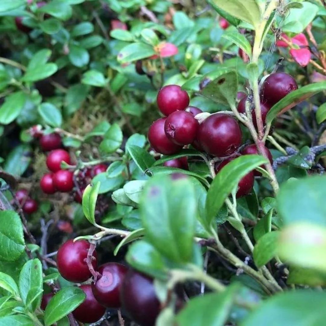 Bahçevilya Turna Yemişi (CRANBERRY) Fidanı - 1 - 2 Yaş arası Saksılı - Bahçevilya