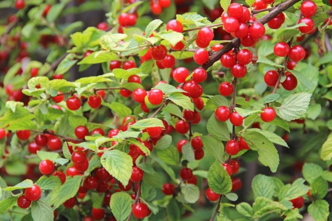 Bahçevilya Turna Yemişi (CRANBERRY) Fidanı - 1 - 2 Yaş arası Saksılı - Bahçevilya