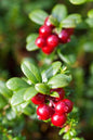 Bahçevilya Turna Yemişi (CRANBERRY) Fidanı - 1 - 2 Yaş arası Saksılı - Bahçevilya