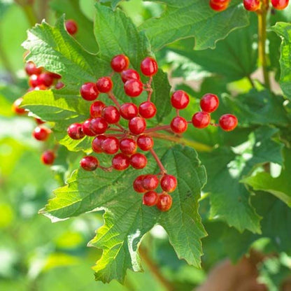 Bahçevilya Turna Yemişi (CRANBERRY) Fidanı - 1 - 2 Yaş arası Saksılı - Bahçevilya