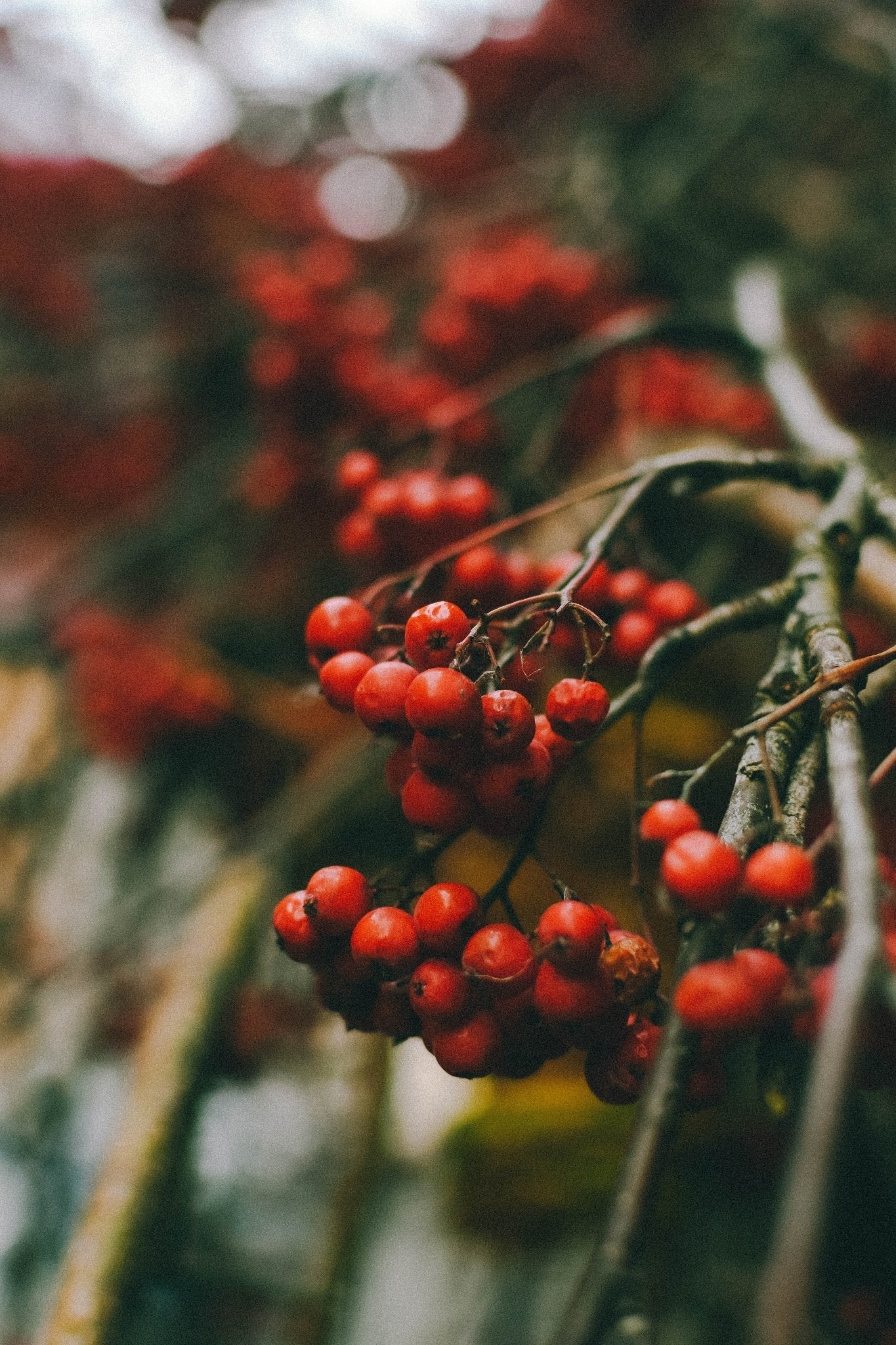Bahçevilya Üvez Fidanı (Sorbus aucuparia) - 1 - 2 Yaş arası 60 - 80 cm boylarında Tüplü - Bahçevilya