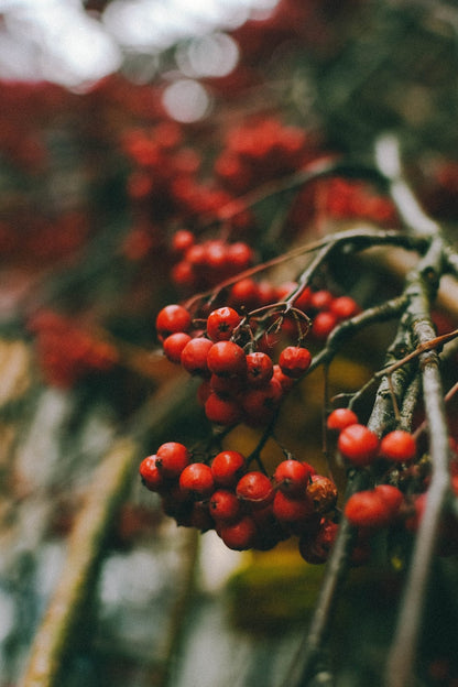 Bahçevilya Üvez Fidanı (Sorbus aucuparia) - 1 - 2 Yaş arası 60 - 80 cm boylarında Tüplü - Bahçevilya