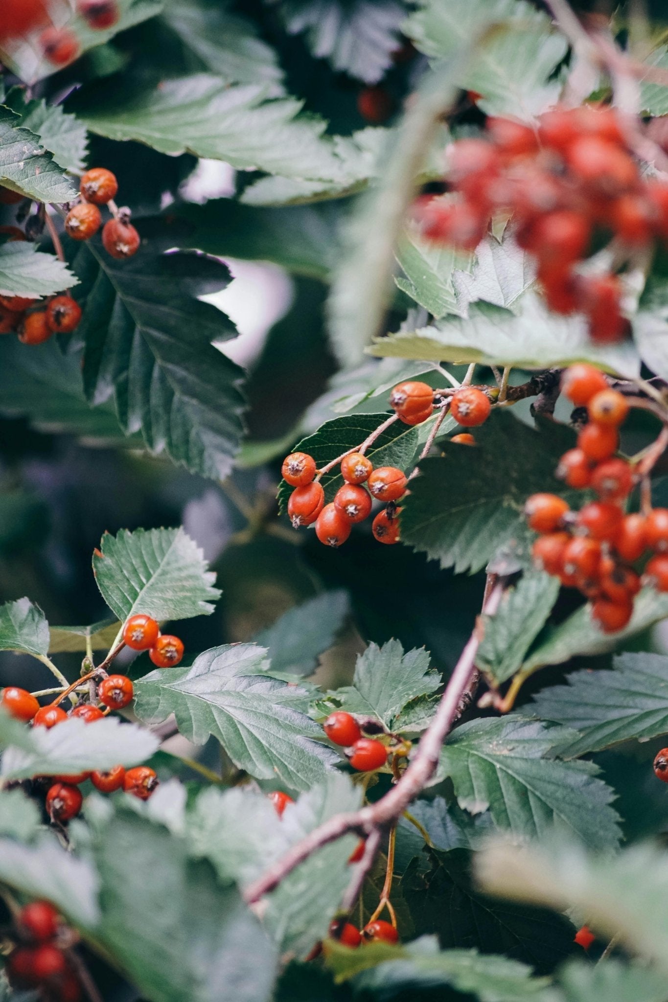 Bahçevilya Üvez Fidanı (Sorbus aucuparia) - 1 - 2 Yaş arası 60 - 80 cm boylarında Tüplü - Bahçevilya