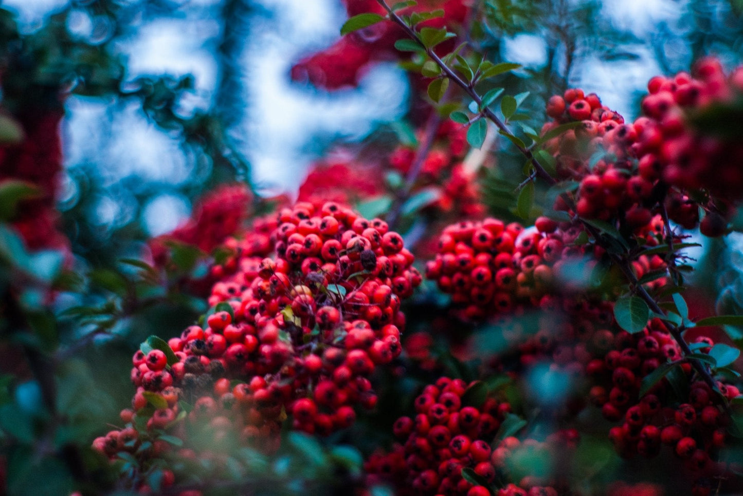 Bahçevilya Üvez Fidanı (Sorbus aucuparia) - 1 - 2 Yaş arası 60 - 80 cm boylarında Tüplü - Bahçevilya
