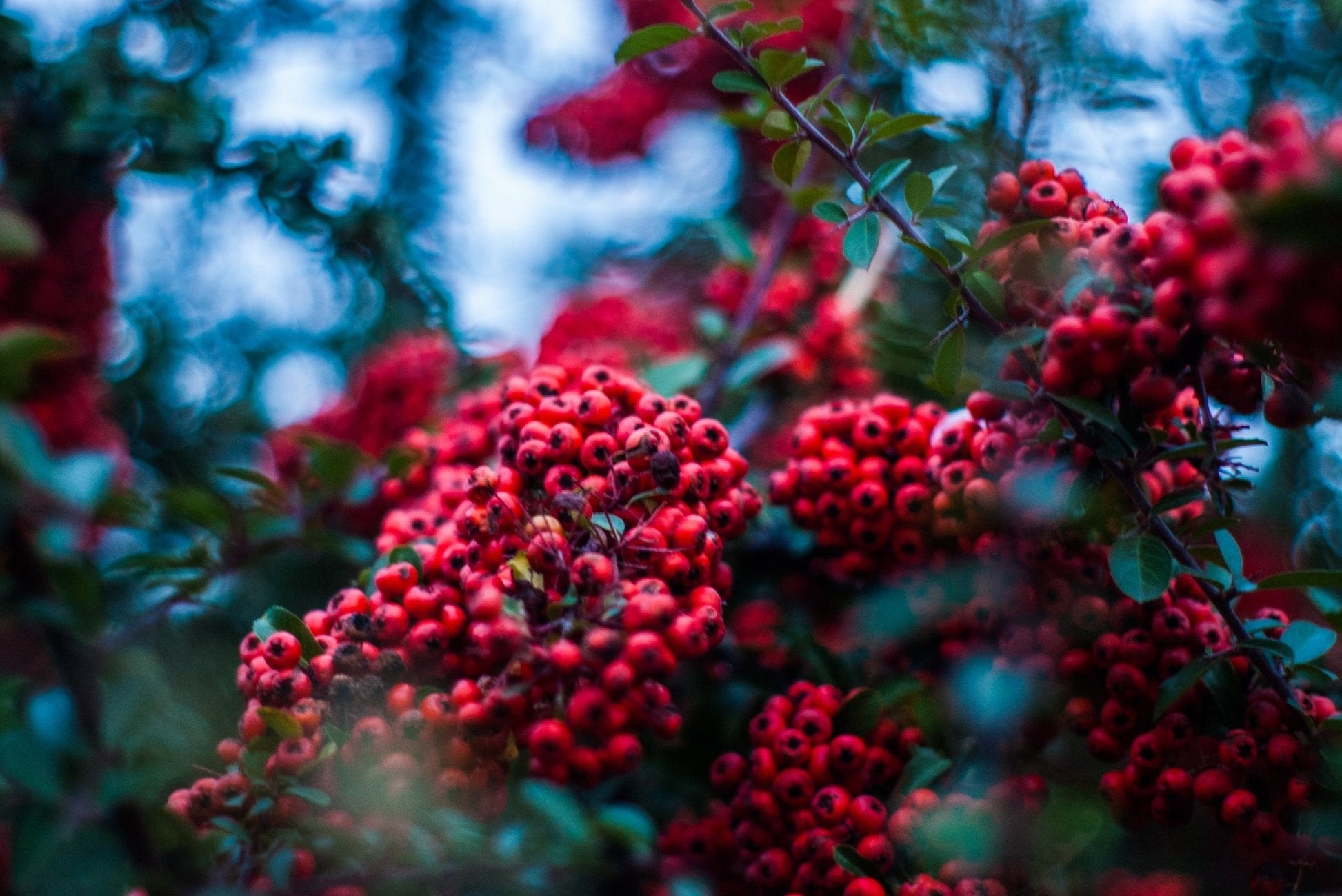 Bahçevilya Üvez Fidanı (Sorbus aucuparia) - 1 - 2 Yaş arası 60 - 80 cm boylarında Tüplü - Bahçevilya
