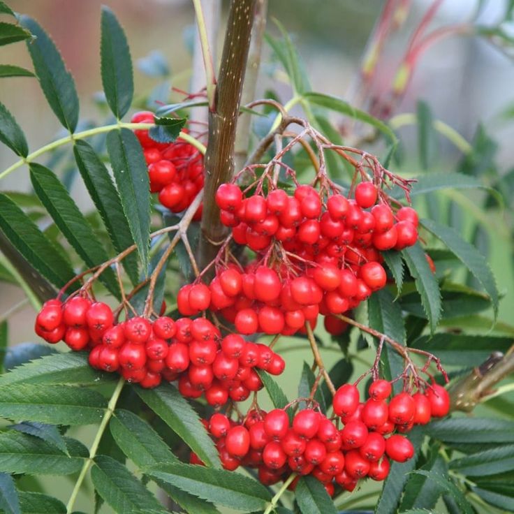 Bahçevilya Üvez Fidanı (Sorbus aucuparia) - 1 - 2 Yaş arası 60 - 80 cm boylarında Tüplü - Bahçevilya