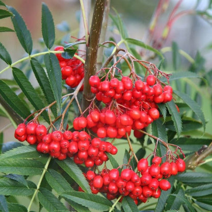 Bahçevilya Üvez Fidanı (Sorbus aucuparia) - 1 - 2 Yaş arası 60 - 80 cm boylarında Tüplü - Bahçevilya