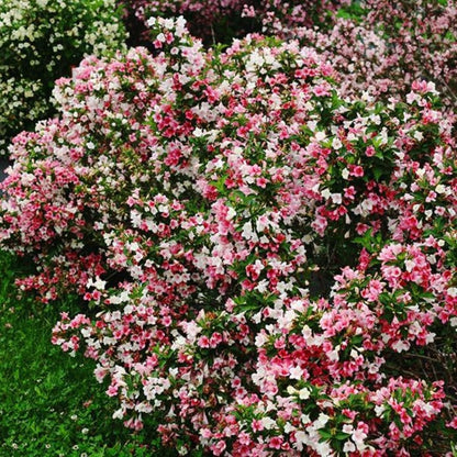 Bahçevilya Vangelya (Gelin Tacı - Spiraea vanhouttei) Fidanı 1 - 2 yaş arası tüplü - Bahçevilya