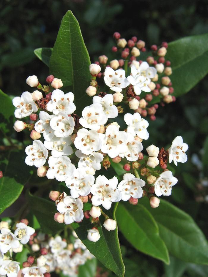Bahçevilya Vıburnum Tınus Yaprak Dökmeyen Kartopu Fidanı 1 - 2 yaş arası saksılı - Bahçevilya