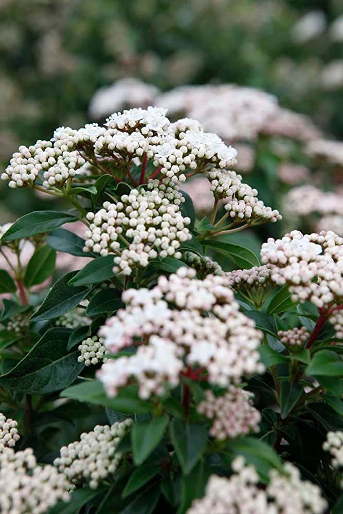 Bahçevilya Vıburnum Tınus Yaprak Dökmeyen Kartopu Fidanı 1 - 2 yaş arası saksılı - Bahçevilya