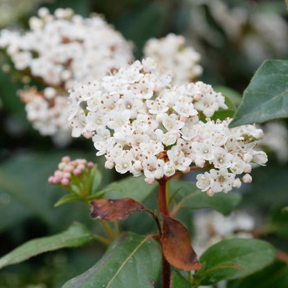 Bahçevilya Vıburnum Tınus Yaprak Dökmeyen Kartopu Fidanı 1 - 2 yaş arası saksılı - Bahçevilya