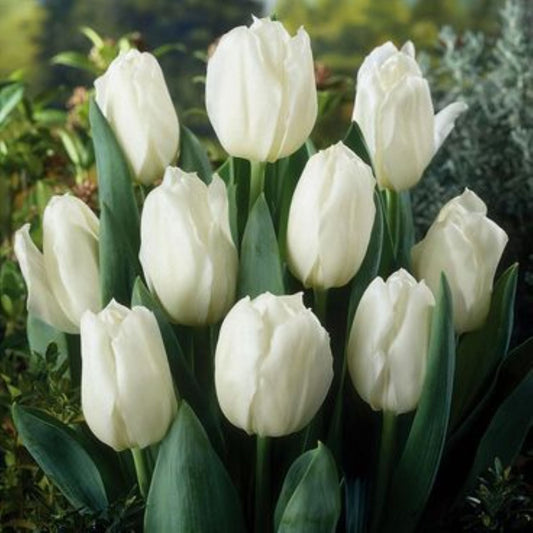 Bahçevilya White Marvel Beyaz Lale Soğanı (5 Adet) - Bahçevilya