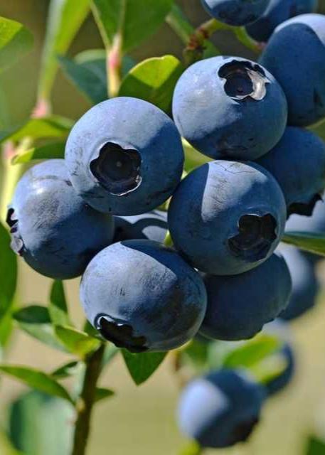 Bahçevilya Yaban Mersini Fidanı - 3 Yaşında, 30 - 60 cm Saksılı - Bahçevilya