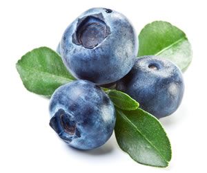 Bahçevilya Yaban Mersini (Vaccinium corymbosum) Fidanı 1 - 2 yaş arası saksılı - Bahçevilya