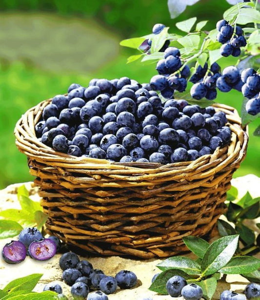 Bahçevilya Yaban Mersini (Vaccinium corymbosum) Fidanı 1 - 2 yaş arası saksılı - Bahçevilya