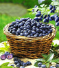 Bahçevilya Yaban Mersini (Vaccinium corymbosum) Fidanı 1 - 2 yaş arası saksılı - Bahçevilya