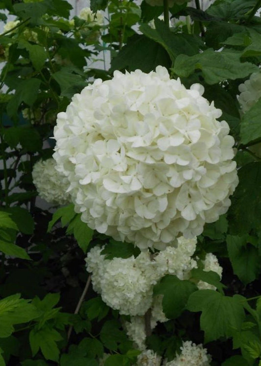 Bahçevilya Yaprak Döken Kartopu fidanı 1 - 2 yaş arası tüplü - Bahçevilya