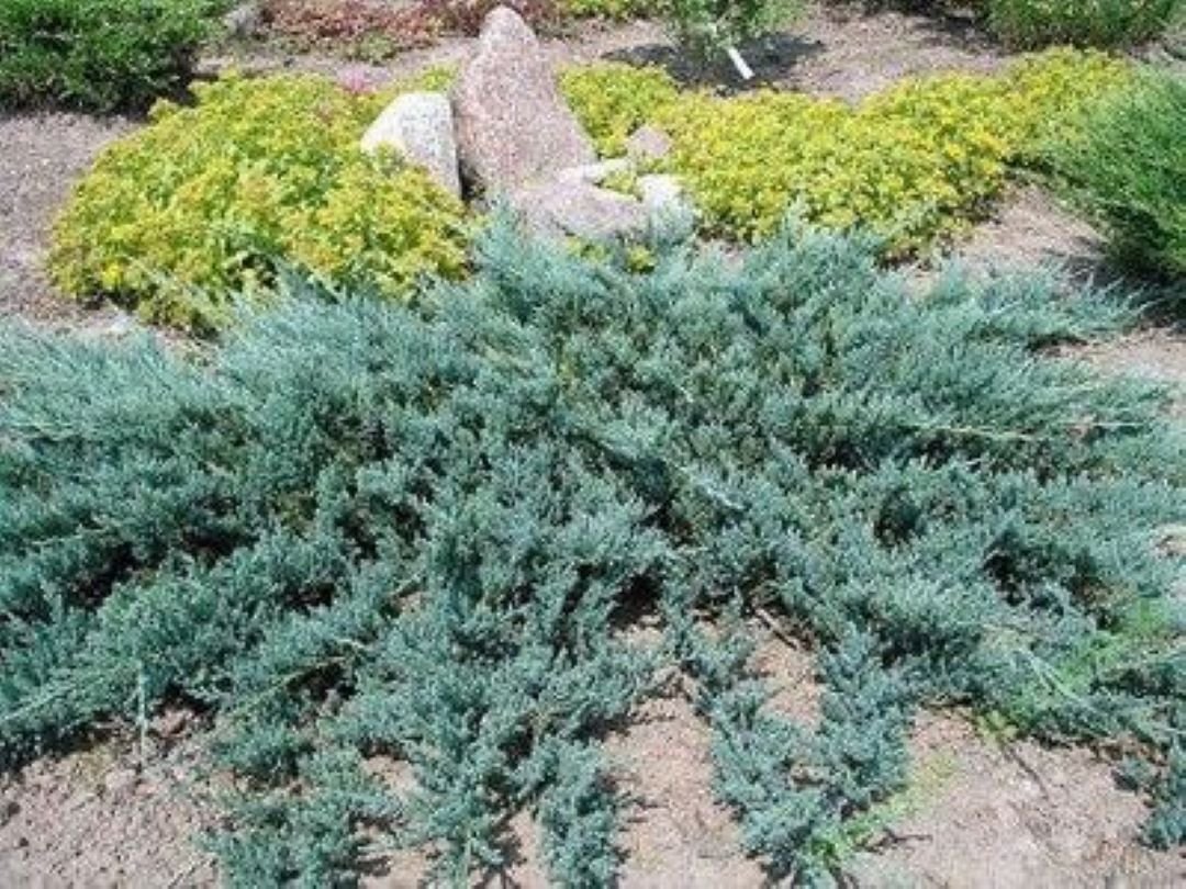 Bahçevilya Yayılıcı Ardıç (Juniperus) Fidanı - 30-60 cm Boyunda 1-2 yaş arası - Bahçevilya