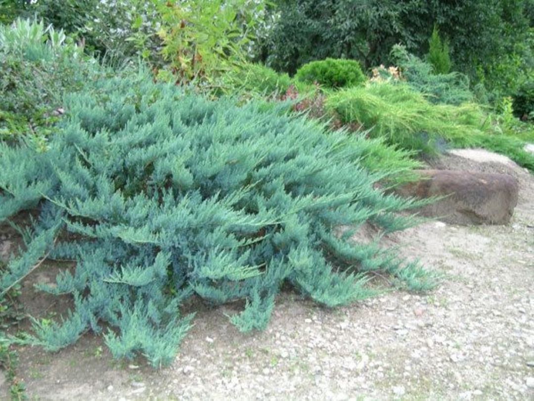 Bahçevilya Yayılıcı Ardıç (Juniperus) Fidanı - 30-60 cm Boyunda 1-2 yaş arası - Bahçevilya