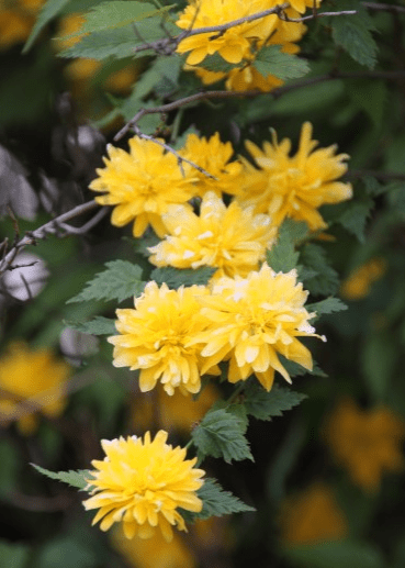 Bahçevilya Yediveren Kanarya gülü fidanı sarı renk 60 - 80 cm Golden Guinea 1 - 2 yaş arası - Bahçevilya