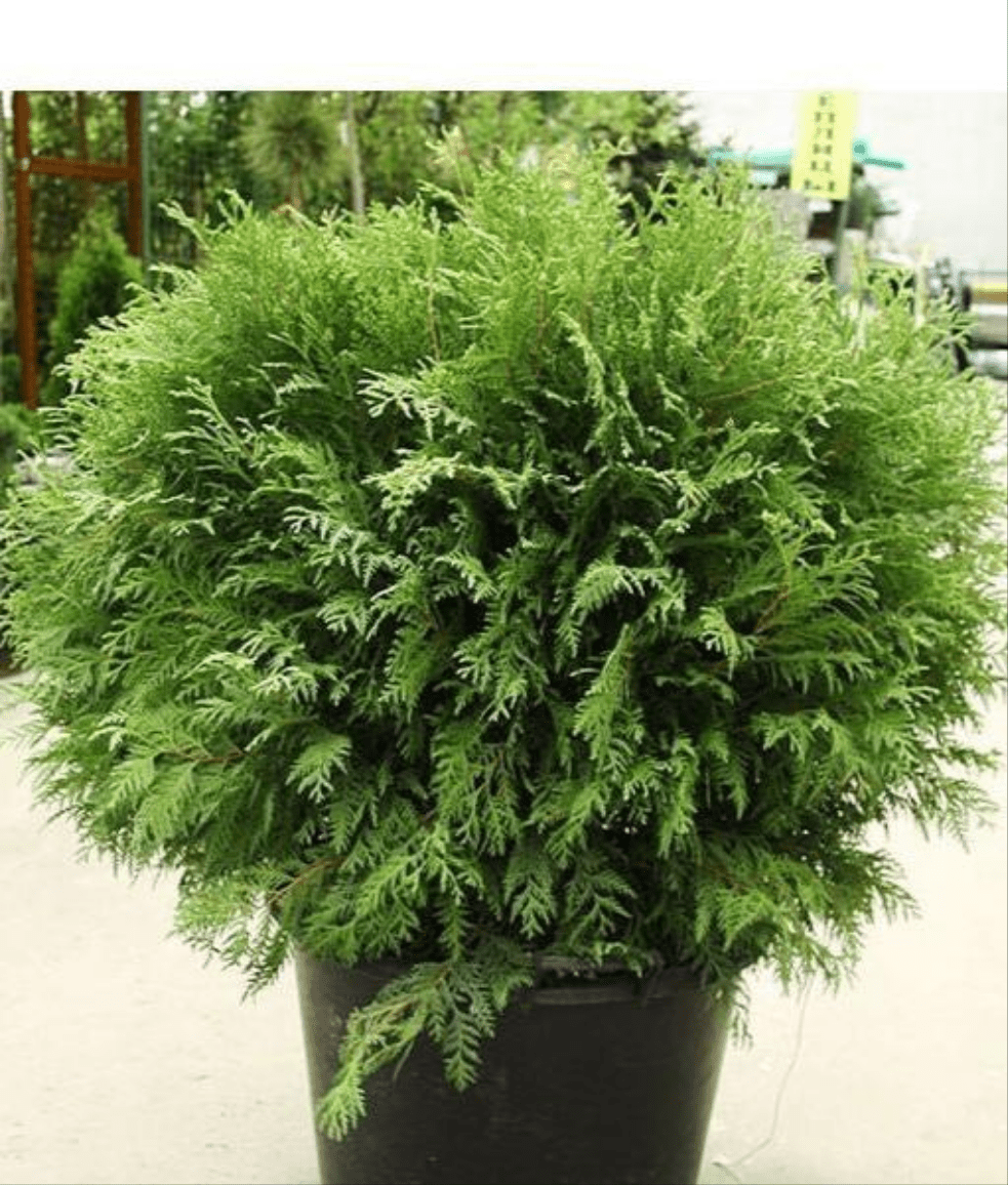 Bahçevilya Yeşil top mazı fidanı[2 yaşında tüplü] - Bahçevilya