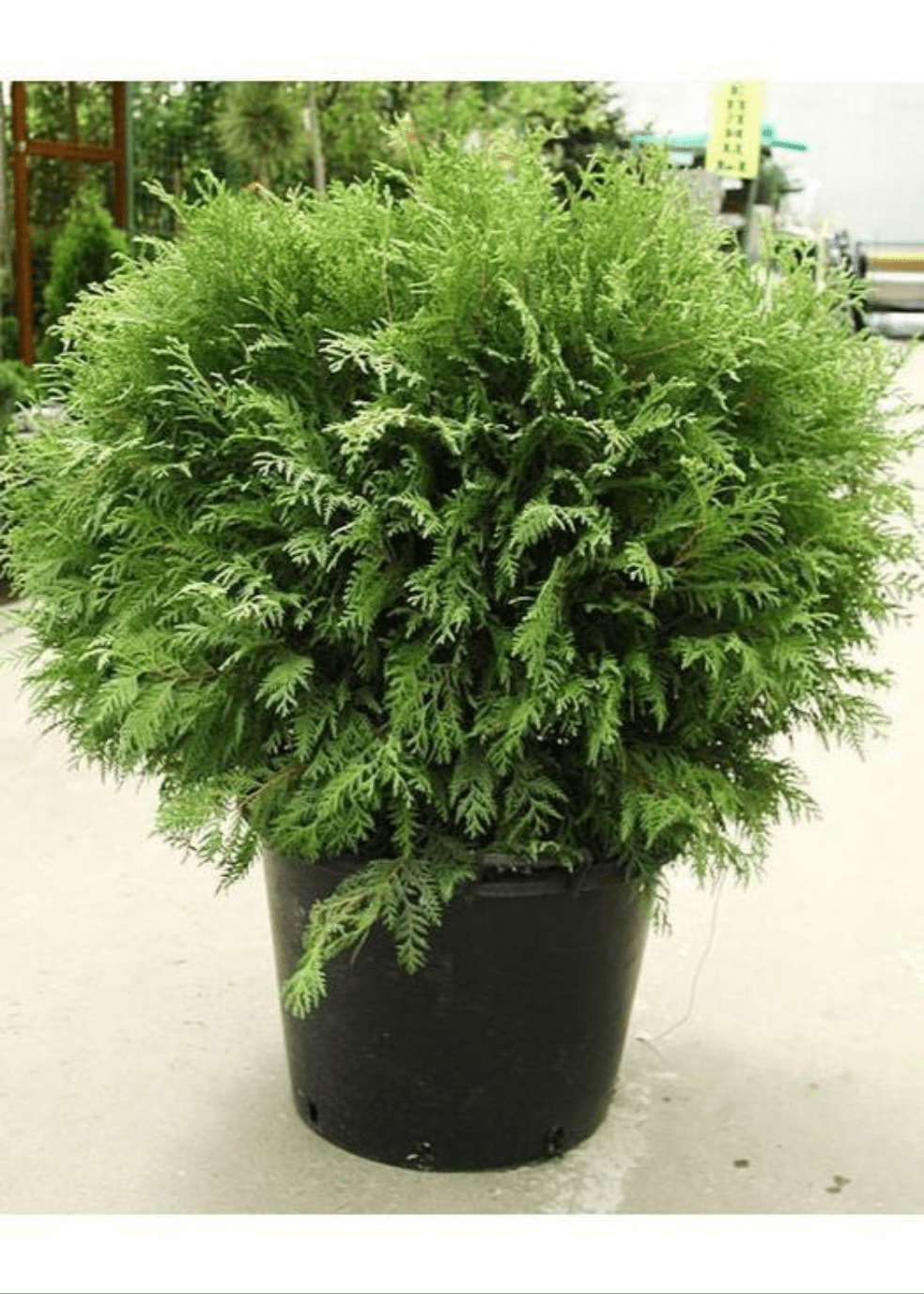 Bahçevilya Yeşil top mazı fidanı[2 yaşında tüplü] - Bahçevilya