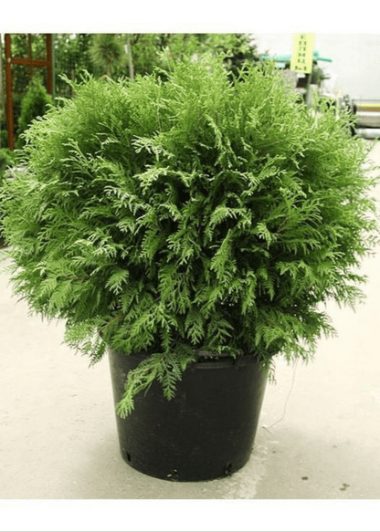 Bahçevilya Yeşil top mazı fidanı[2 yaşında tüplü] - Bahçevilya