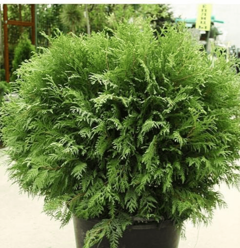 Bahçevilya Yeşil top mazı fidanı[2 yaşında tüplü] - Bahçevilya