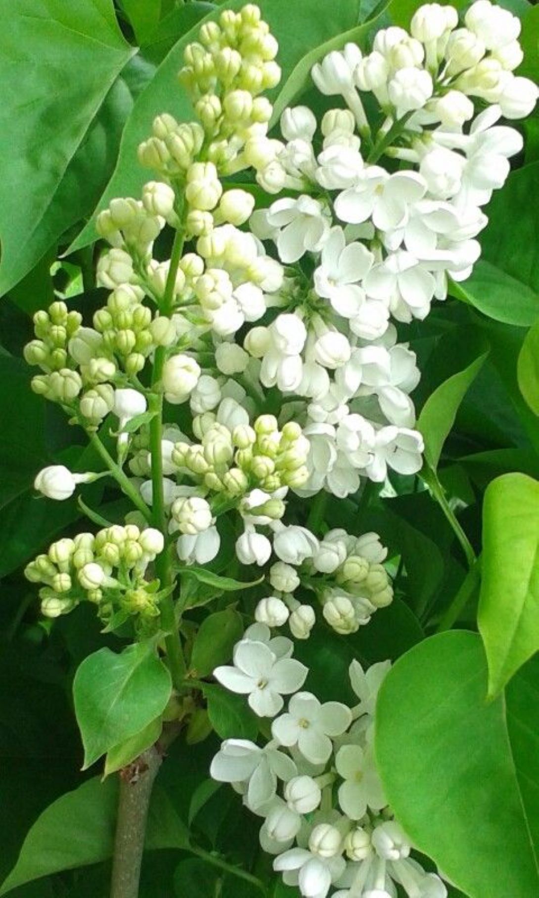 Beyaz Leylak Fidanı 30 - 60 cm boylarında 1 - 2 yaş arası saksılı - Bahçevilya