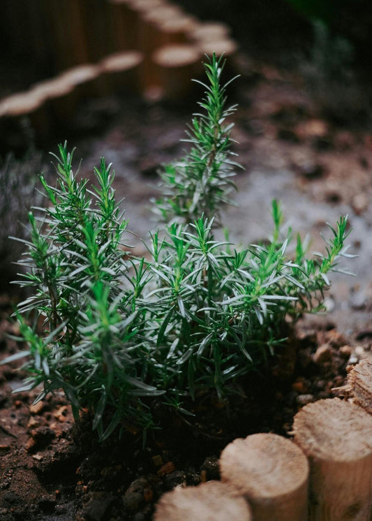 Bahçevilya 2 Adet Saksılı Biberiye fidanı (Rosmarinus officinalis) 1 yaşında saksılı - Bahçevilya 