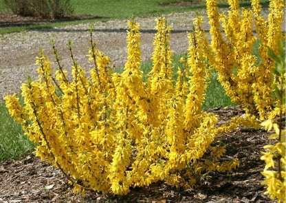 Bodur altınçanak Forsythia 'Mini Gold' 1-2 yaş - Bahçevilya